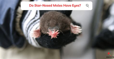 do moles have eyes|white moles under eyes.